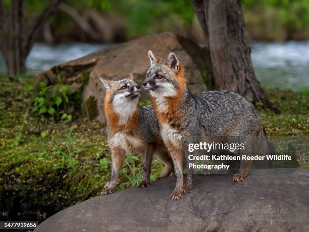 gray fox - raposa cinza - fotografias e filmes do acervo