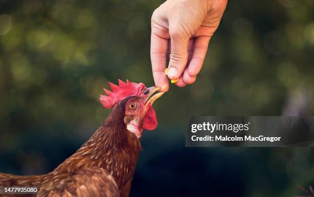chicken being fed by hand - poultry feed stock pictures, royalty-free photos & images