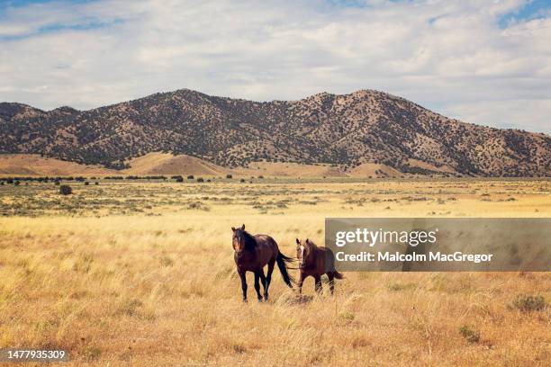 wild horse in utah desert - mustang stock pictures, royalty-free photos & images