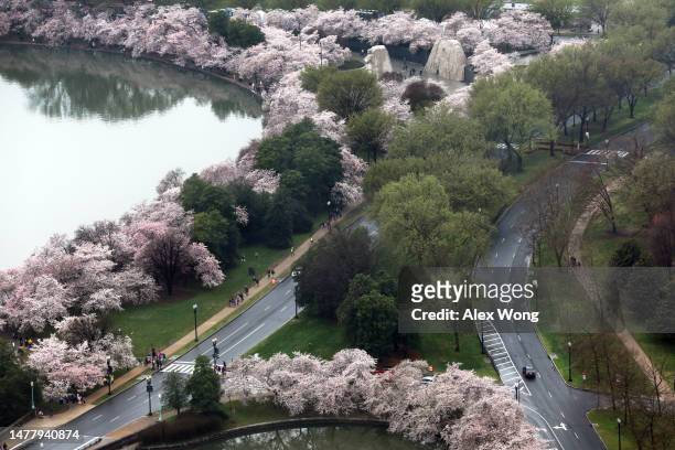 An aerial view of the Martin Luther King Jr. Memorial at the Tidal Basin is seen during high tide amid cherry blossoms in peak bloom on March 25,...