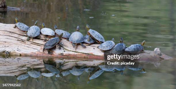 painted turtles on floating log - painted turtle turtle stock pictures, royalty-free photos & images
