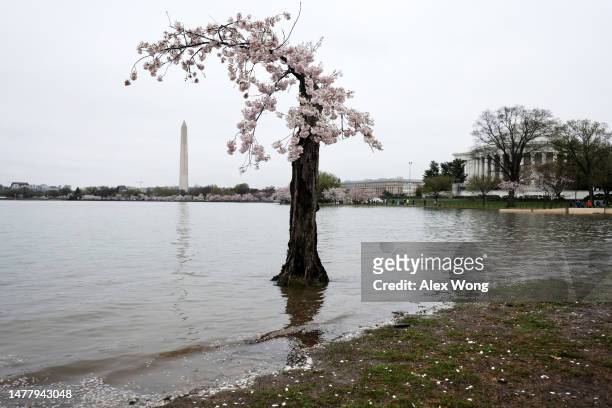 As the Washington Monument and the Thomas Jefferson Memorial are seen in the background, the cherry tree nicknamed “Stumpy” stands in high tide water...