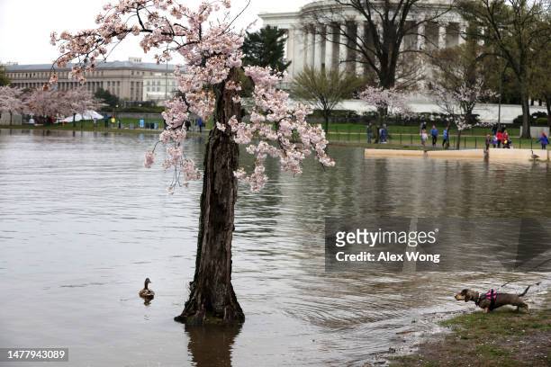 As the Thomas Jefferson Memorial is seen in the background, the cherry tree nicknamed “Stumpy” stands in high tide water amid cherry blossoms in peak...