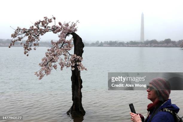 As the Washington Monument is seen in the background, a visitor photographs the cherry tree nicknamed “Stumpy” as it stands in high tide water amid...