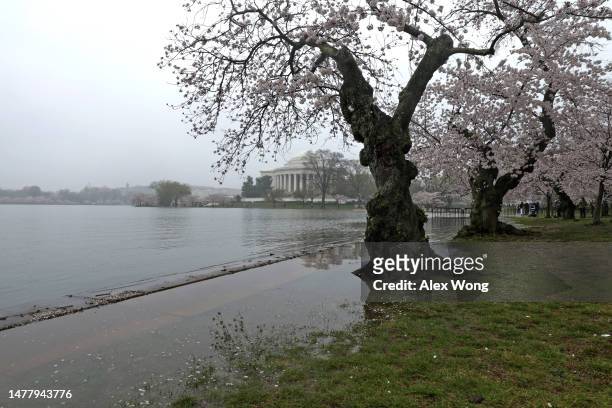 As the Thomas Jefferson Memorial is seen in the background, cherry trees stand in high tide water at the Tidal Basin amid cherry blossoms in peak...