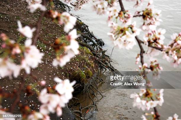 The root systems of cherry trees are exposed after ground soil has been washed away by high tide water in recent years at the Tidal Basin amid cherry...