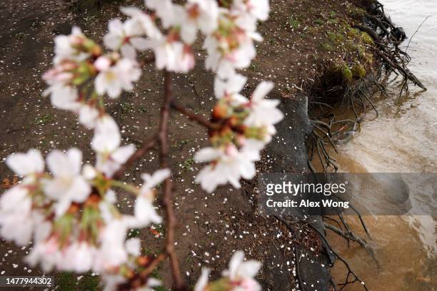 The root systems of cherry trees are exposed after ground soil has been washed away by high tide water in recent years at the Tidal Basin amid cherry...