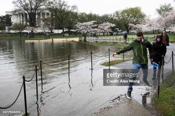 Visitor jumps over high tide water at the Tidal Basin amid cherry blossoms in peak bloom on March 25, 2023 in Washington, DC. According to a new...