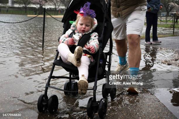 Visitor pushes a little girl in a stroller through high tide water at the Tidal Basin amid cherry blossoms in peak bloom on March 25, 2023 in...