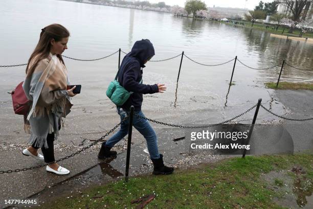 Visitors cross over high tide water at the Tidal Basin amid cherry blossoms in peak bloom on March 25, 2023 in Washington, DC. According to a new...