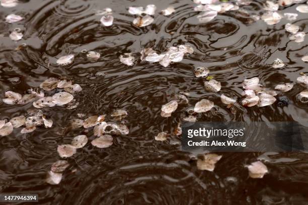Raindrops hit a water puddle full of fallen petals at the Tidal Basin amid cherry blossoms in peak bloom on March 25, 2023 in Washington, DC....