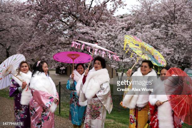Tourists dress in kimonos enjoy cherry blossoms in peak bloom near Tidal Basin on March 25, 2023 in Washington, DC. According to a new report from...