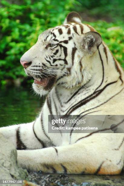 a wild life shot of a white tiger in captivity - angry wet cat stock pictures, royalty-free photos & images