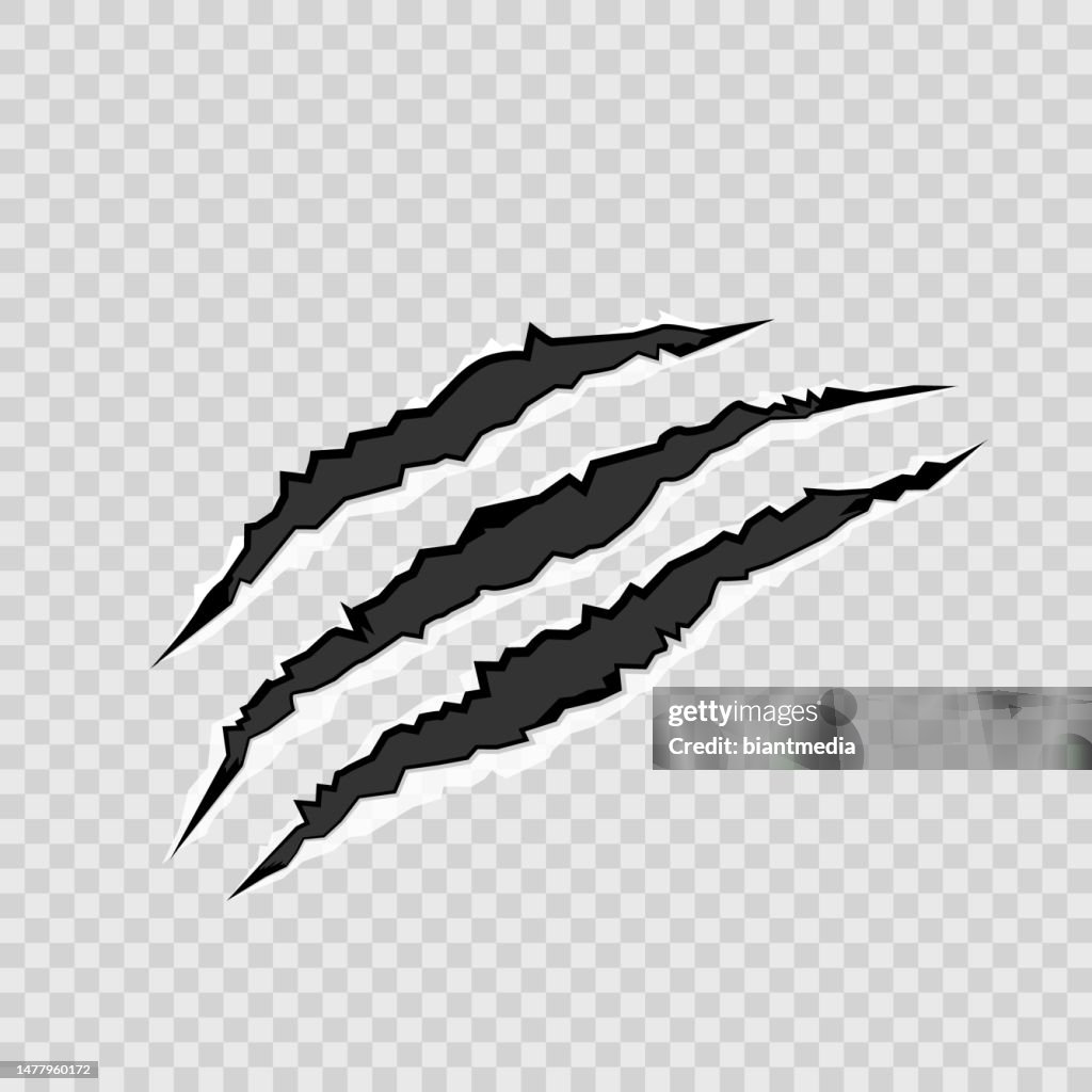 Realistic Animal Scratches Vector High-Res Vector Graphic - Getty Images
