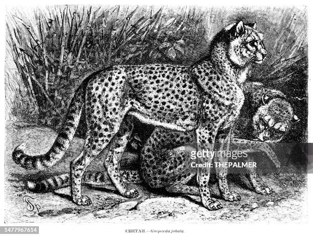 bildbanksillustrationer, clip art samt tecknat material och ikoner med cheetah engraving illustration 1892 - gepardtryck