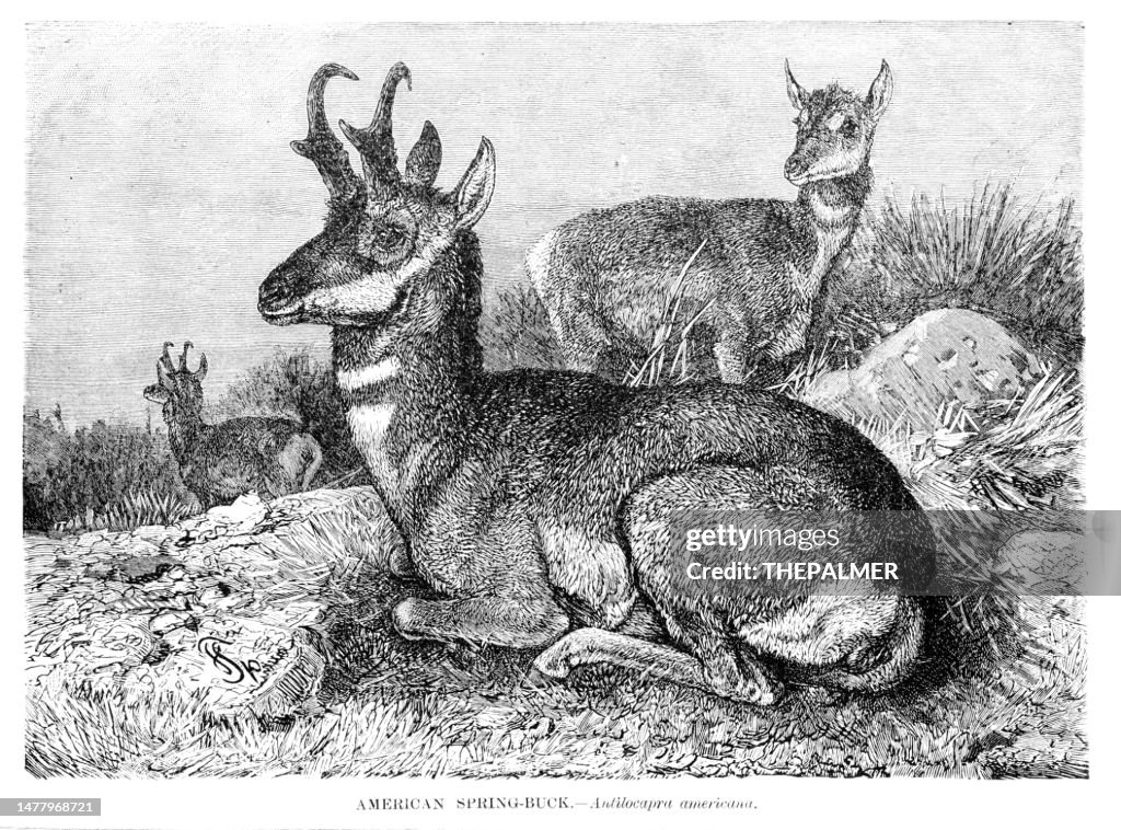 American springbok engraving illustration 1892