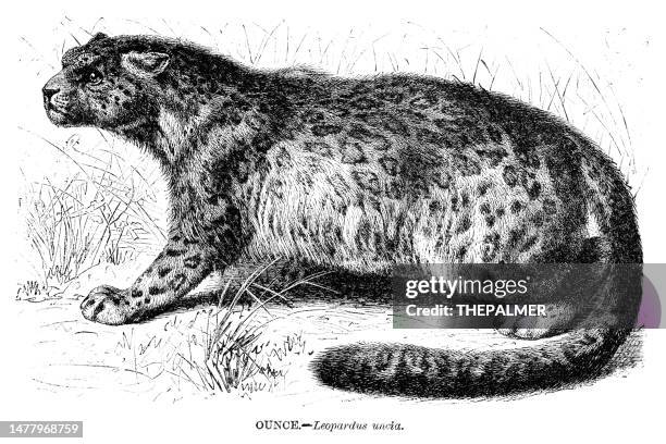 snow leopard engraving illustration 1892 - snow leopard in snow stock illustrations
