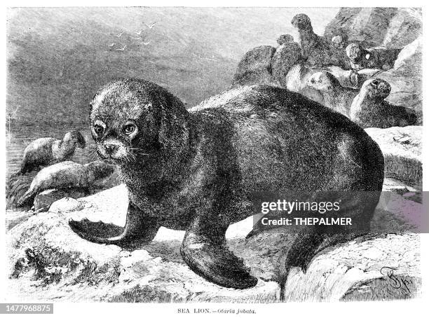 sea lion engraving illustration 1892 - sea lion stock illustrations