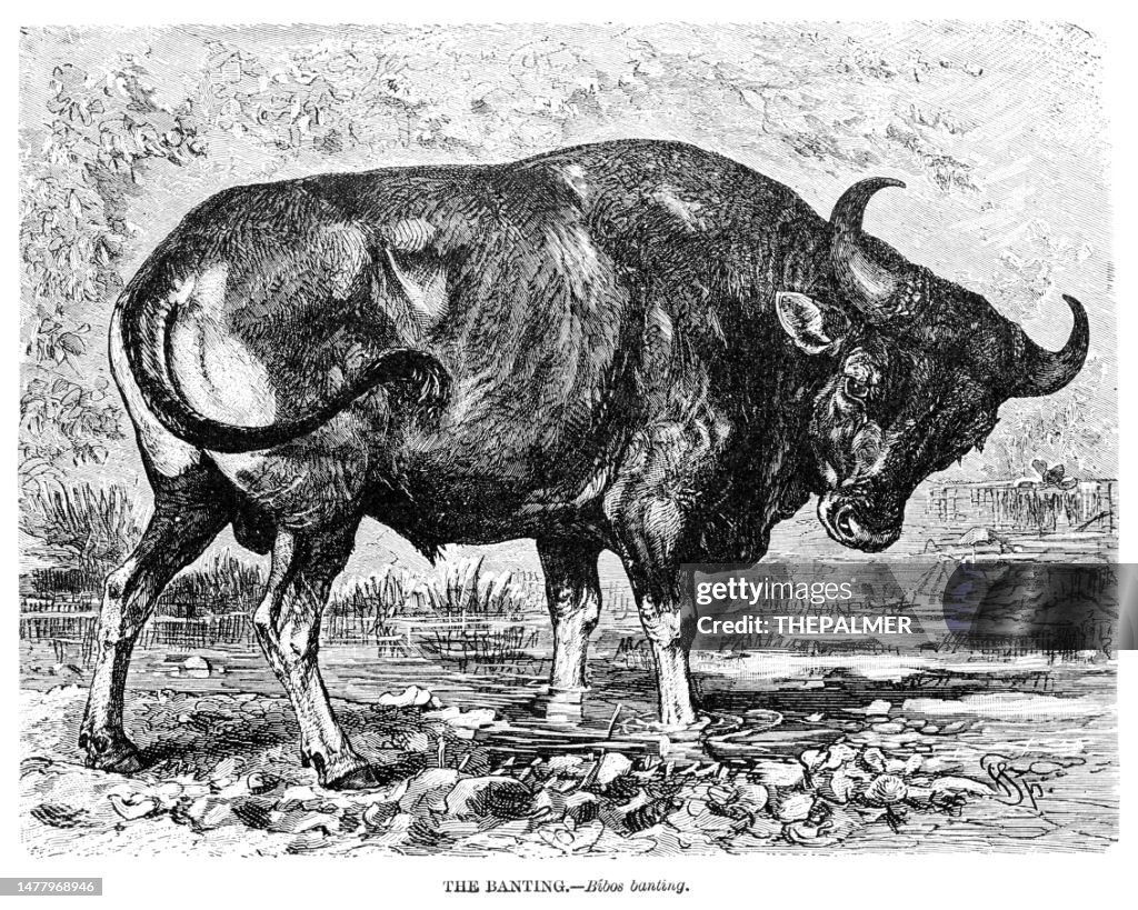 The Banteng engraving illustration 1892