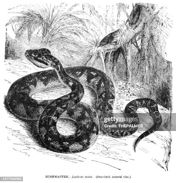 Bushmaster Snake Photos and Premium High Res Pictures - Getty Images