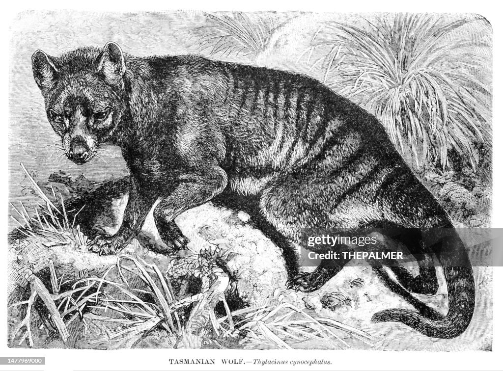 Tasmanian wolf engraving illustration 1892