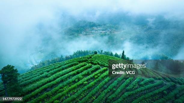 Tea garden is shrouded in clouds on March 28, 2023 in Pingxiang, Jiangxi Province of China.