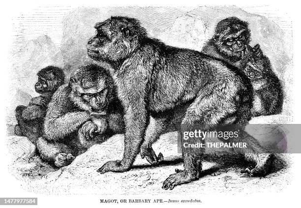 barbary macaque engraving illustration 1892 - barbary macaque stock illustrations