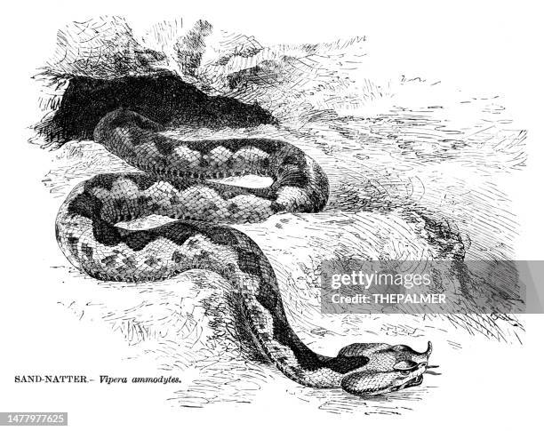 sand adder venomous engraving illustration 1892 - adder stock illustrations