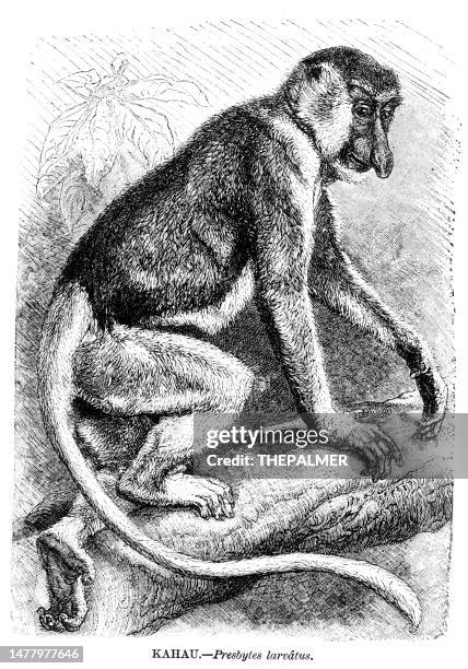 proboscis monkey engraving illustration 1892 - proboscis monkey stock illustrations
