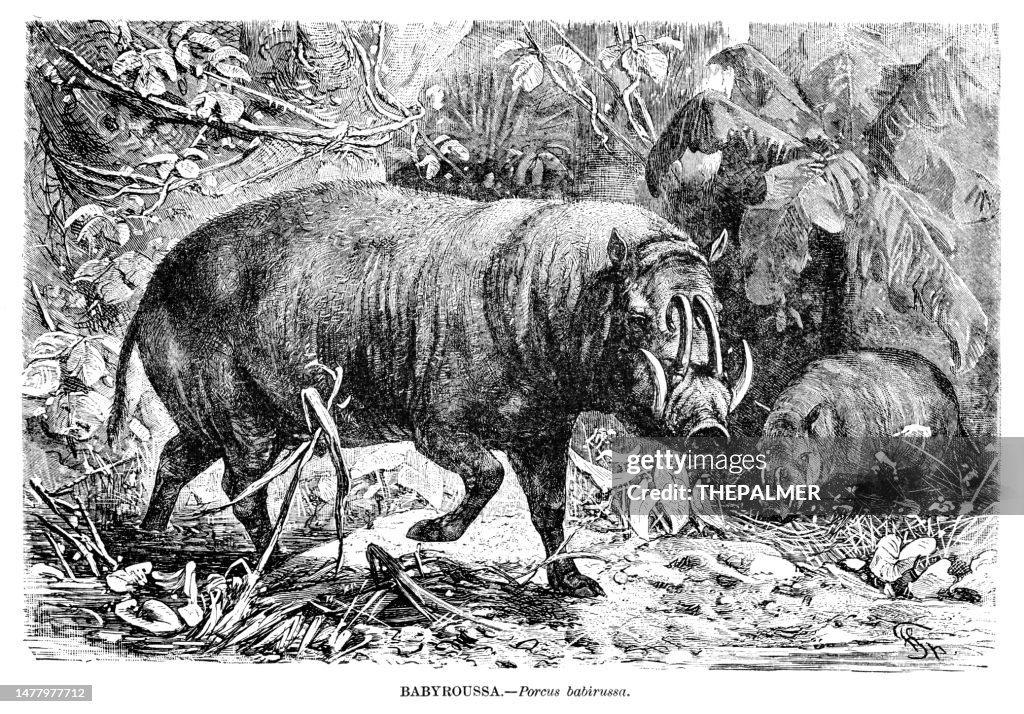 Babirusas engraving illustration 1892