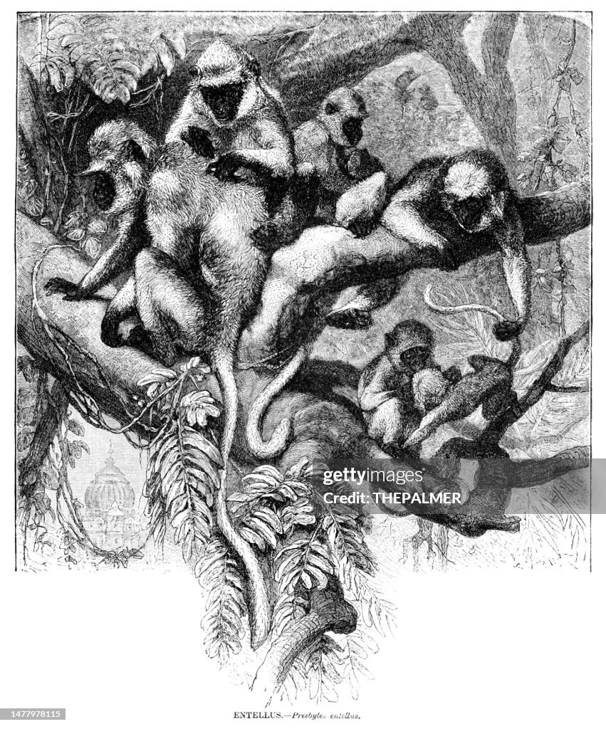 Entellus monkey engraving illustration 1892