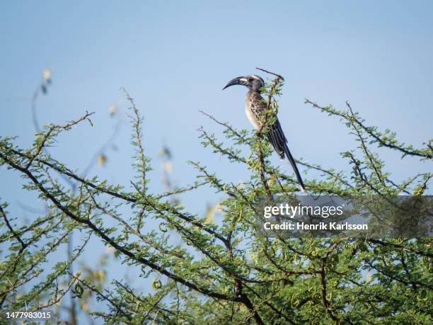 african grey hornbill (lophoceros nasutus) in a tree - african grey hornbill stock pictures, royalty-free photos & images