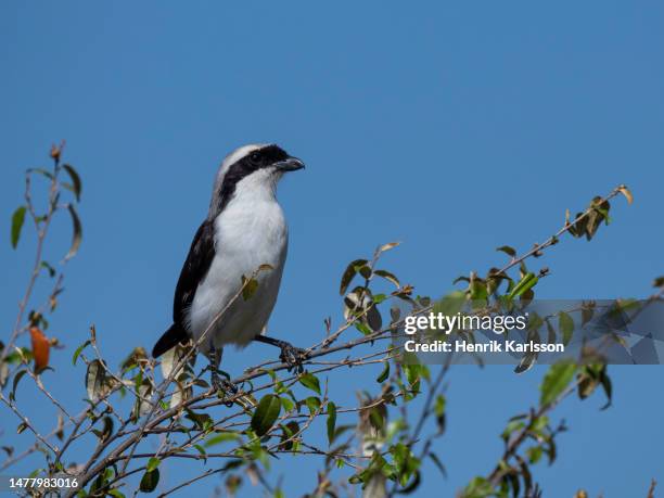 grey-backed fiscal (lanius excubitoroides) - shrike stock pictures, royalty-free photos & images