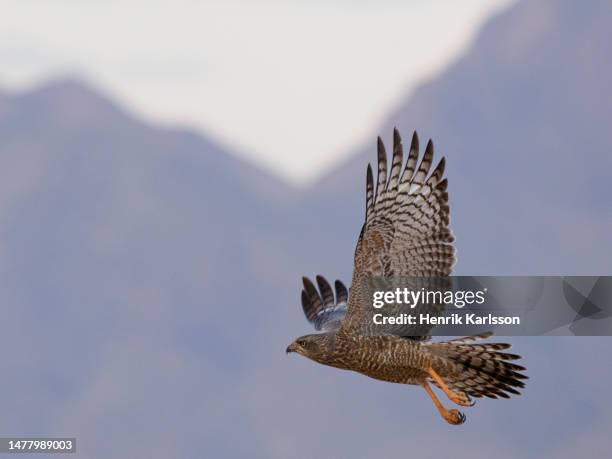 pale chanting goshawk (melierax canorus) flying - goshawk fotografías e imágenes de stock