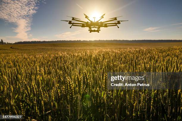 agricultural drone at sunset on a wheat field. innovation in agriculture - adubo equipamento agrícola imagens e fotografias de stock