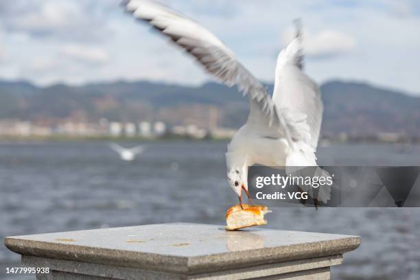 Red-billed gull eats bread on the Haigeng Dam of Dian Lake on March 29, 2023 in Kunming, Yunnan Province of China. Red-billed gulls fly from Siberia...