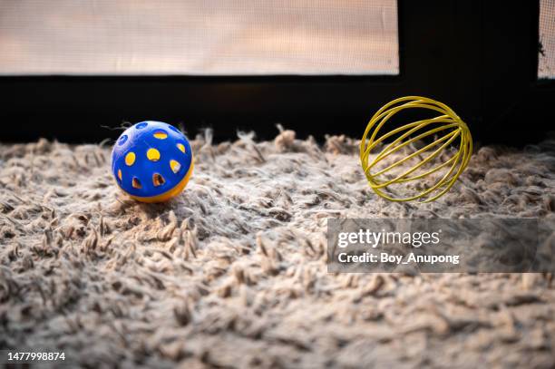 plastic toys for cat on the carpet in human house. - pet toy - fotografias e filmes do acervo