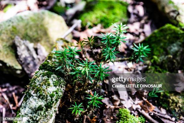 clubmoss (lycopodium serratum) - lycopodiaceae stock pictures, royalty-free photos & images