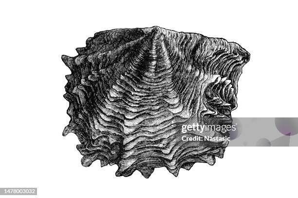 illustrazioni stock, clip art, cartoni animati e icone di tendenza di ostrica perlata (meleagrina margaritifera) - restaurant oysters