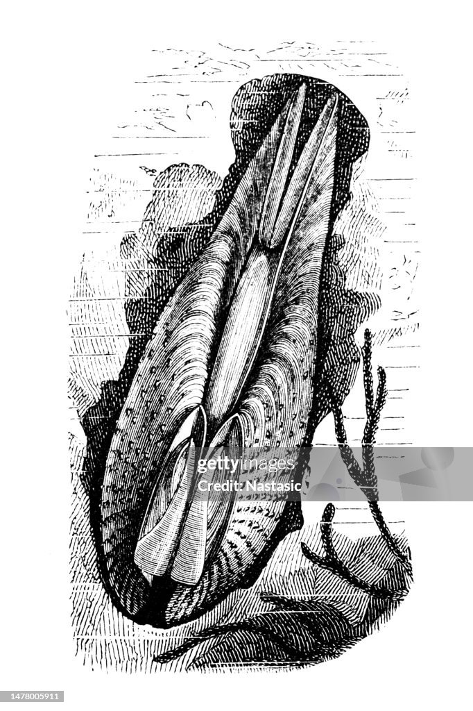Pholas dactylus, or common piddock, is a bioluminescent clam-like species of marine mollusc