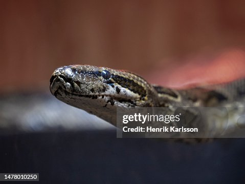 Southern African rock python (Python natalensis) Southern African rock python (Python natalensis)