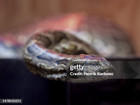 Southern African rock python (Python natalensis) Southern African rock python (Python natalensis)