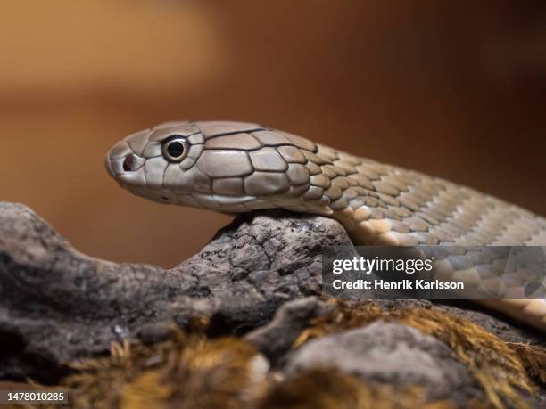 black mamba (dendroaspis polylepis) - mambi neri foto e immagini stock