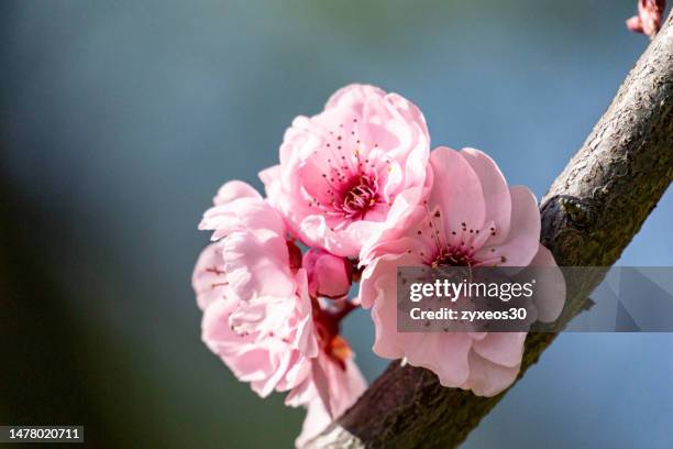 close-up of peach blossoms in full bloom - peach blossom stock pictures, royalty-free photos & images