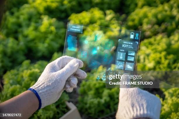 young smart farmer using transparent screen tool control the yield of non-toxic stir fry and other agricultural products. - hydroponics stockfoto's en -beelden