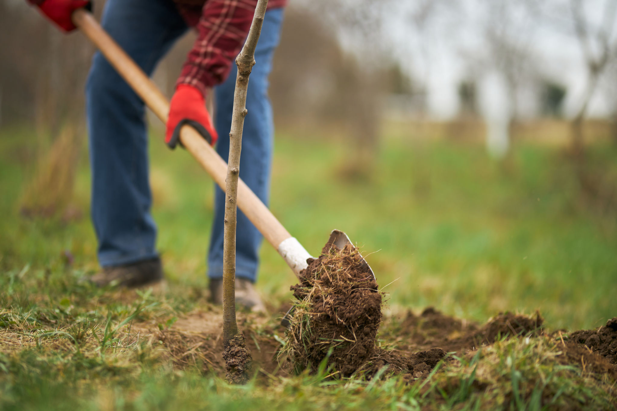 tree planting event