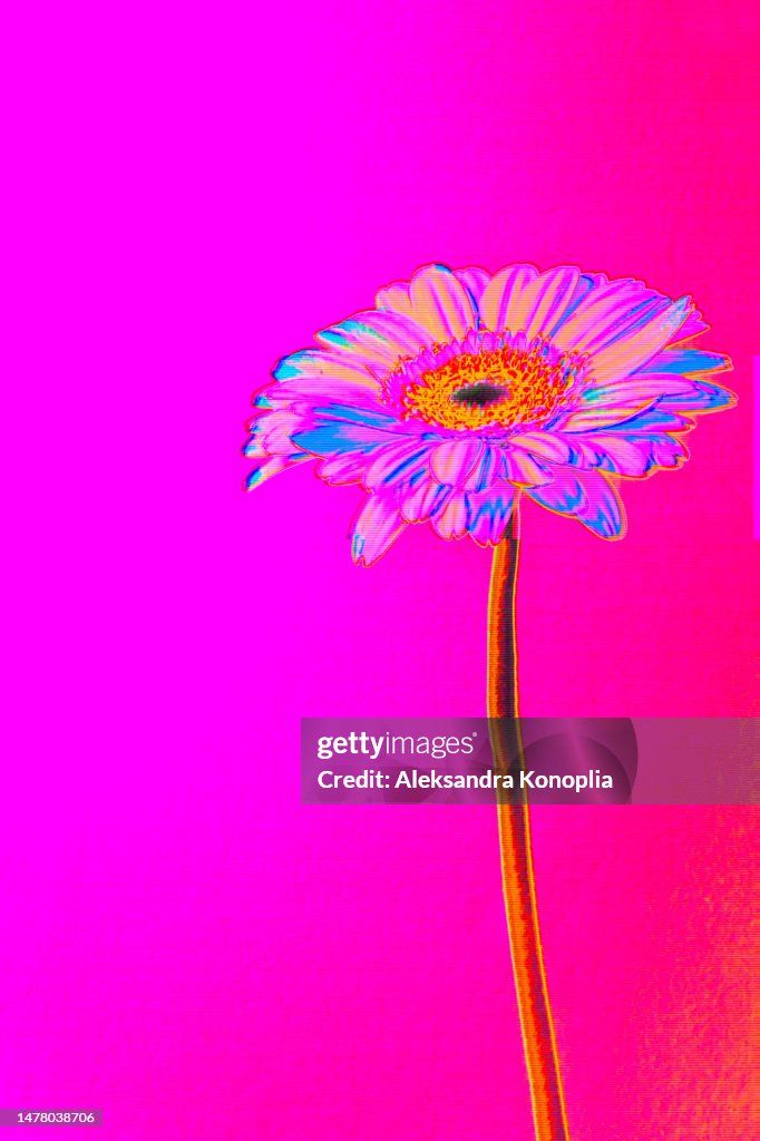 Psychedelic Gerbera daisy summer flower on neon red, pink, orange, purple background with digital motion glitch effect
