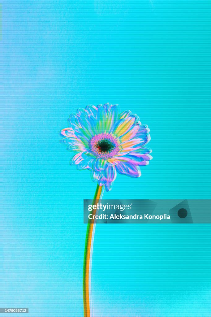 Psychedelic neon pink, orange, purple, blue Gerbera daisy summer flower on mint green, turquoise background with digital motion glitch effect