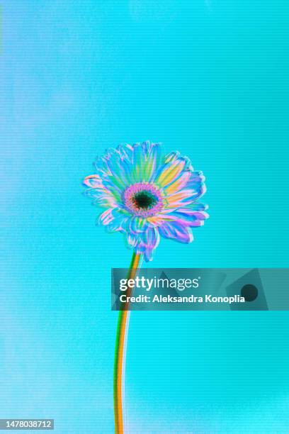 psychedelic neon pink, orange, purple, blue gerbera daisy summer flower on mint green, turquoise background with digital motion glitch effect - psychedelic rock music stock pictures, royalty-free photos & images