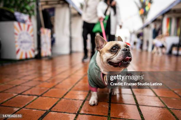 französische bulldogge läuft über den straßenmarkt - pet clothing stock-fotos und bilder